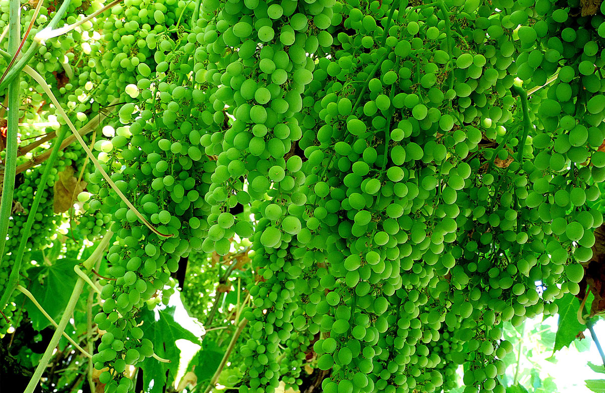 Green grapes