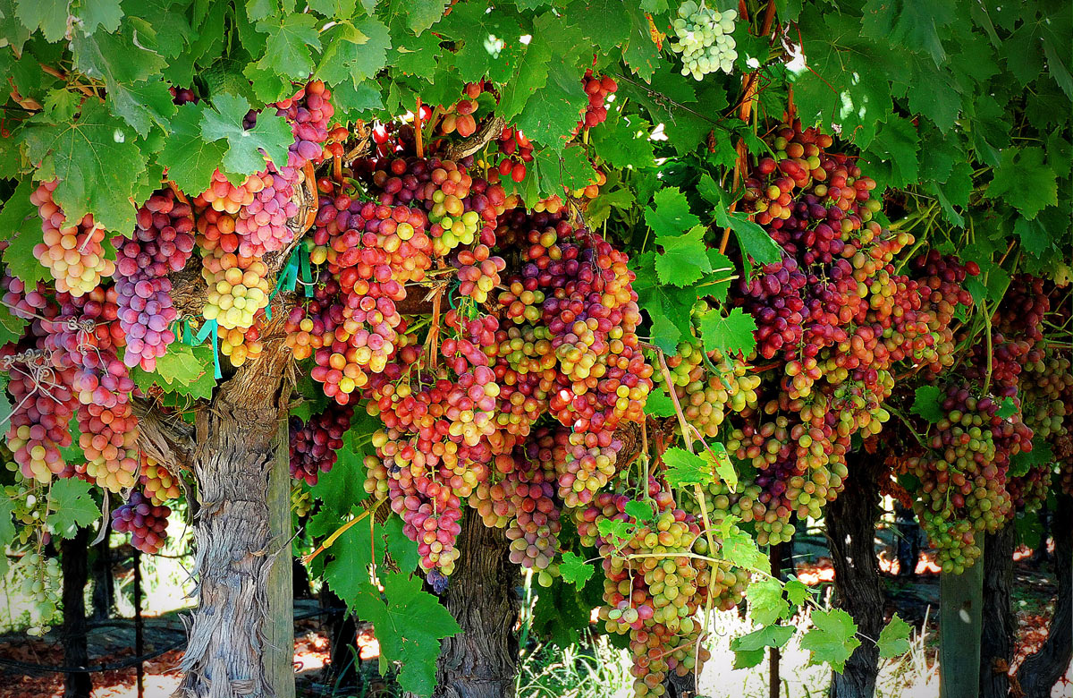 Red, orange and green grapes on a vine