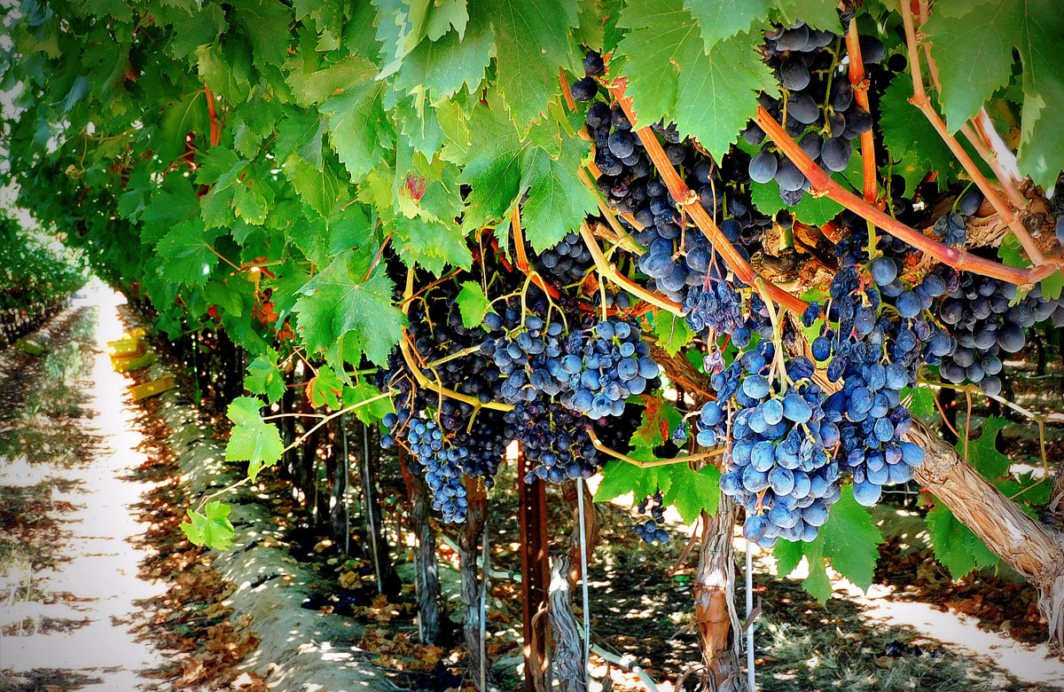 Blue grapes on a vine