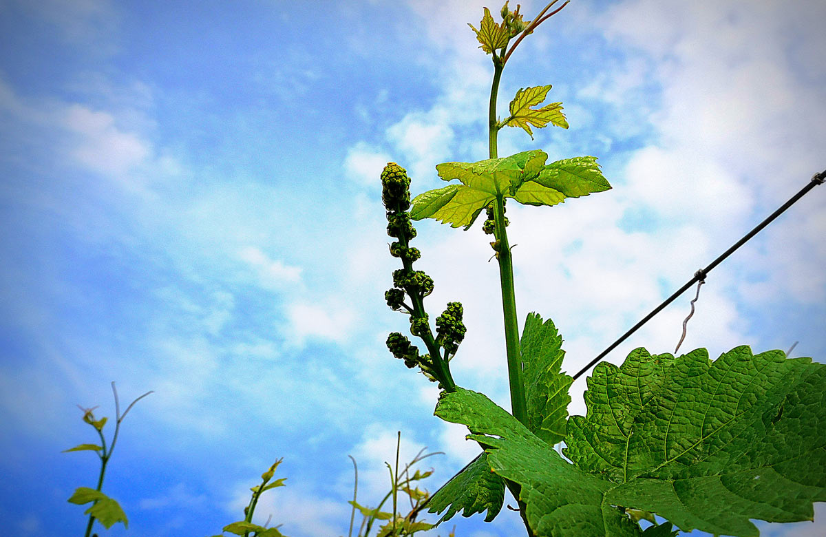 Budding grapes on a vine
