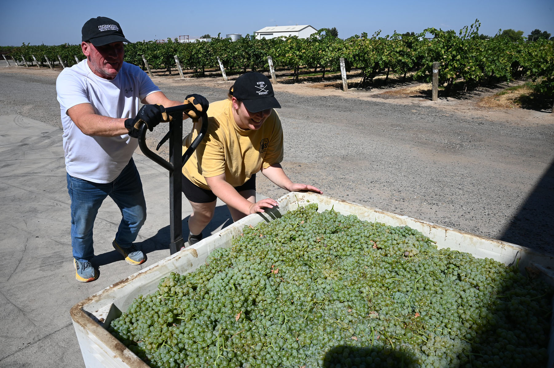 Winemaker and student pushing large crate with grapes